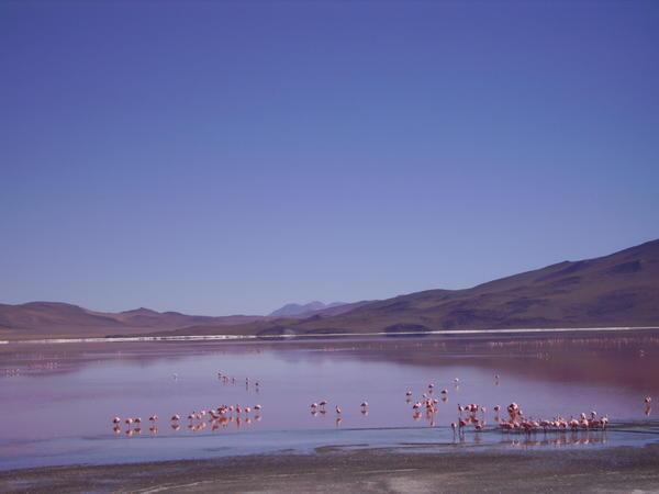 red lagoon with flamingos