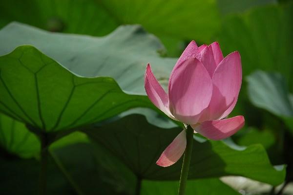 Lotus Pond in Renmin Park