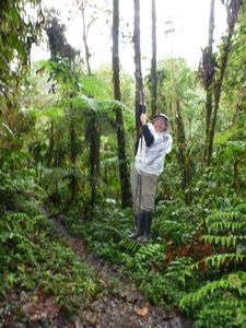 swinging in the jungle of Cloud Forest