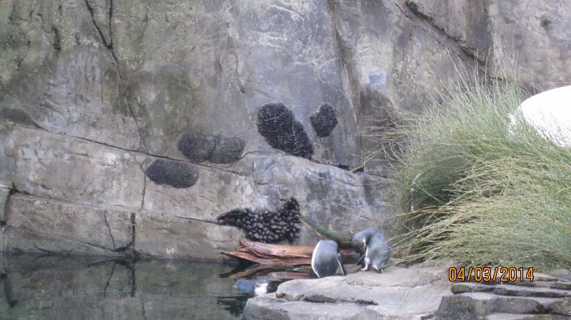penquins at the auckland zoo