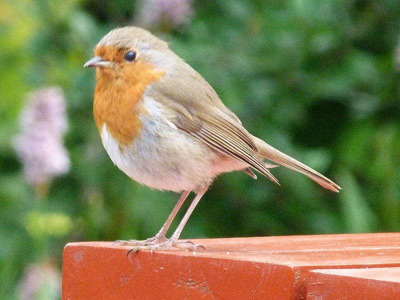 Rufous robin at Findhorn