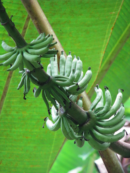 Monkey bananas