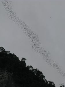 Bat exodus
