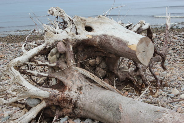 Major driftwood