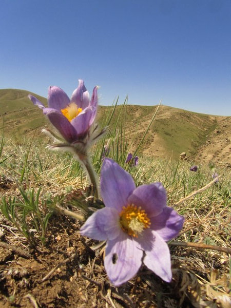 Beautiful wild flowers in the Hustai National Park
