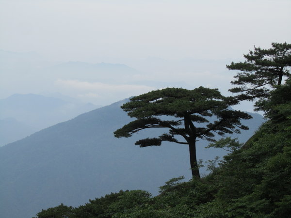 Pine trees clinging to Huangshan