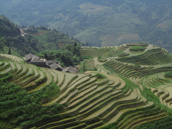 Rice terraces at Longji