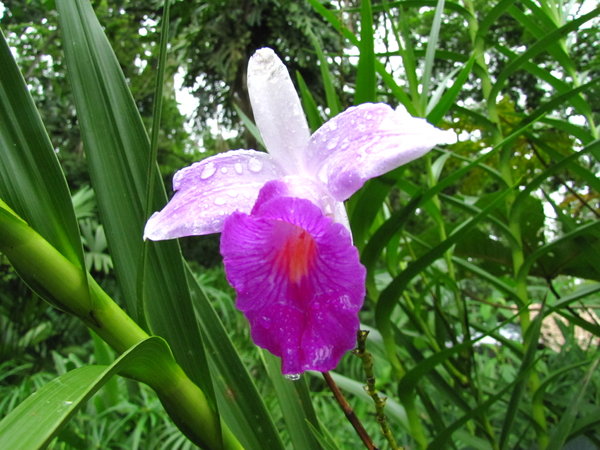 'Wild' Orchid