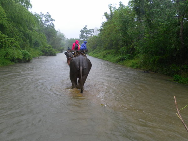 elephant trekking through a river in the jungle