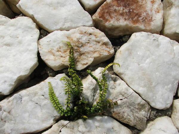 Cute little plant growing in the wall