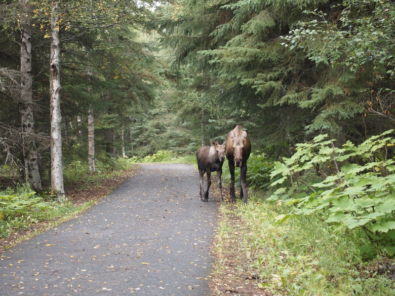 Moose path