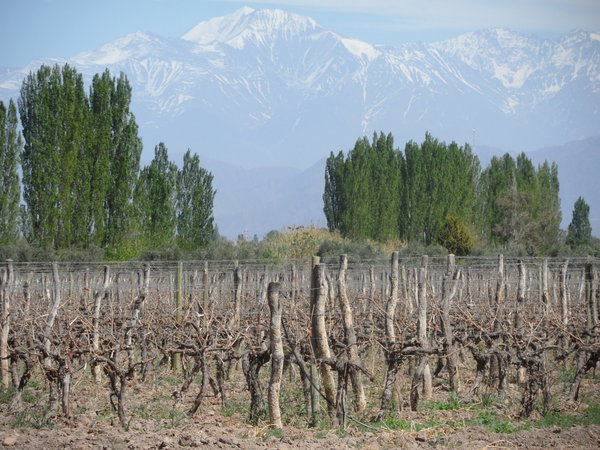 Maipu vineyards, Mendoza