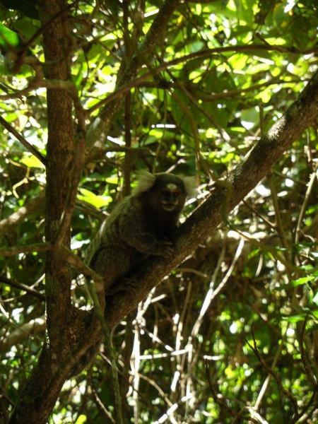 Squirrel monkey, en-route to Lopes Mendes