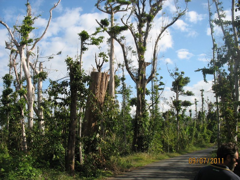 Cyclone Yassi Shredded Trees