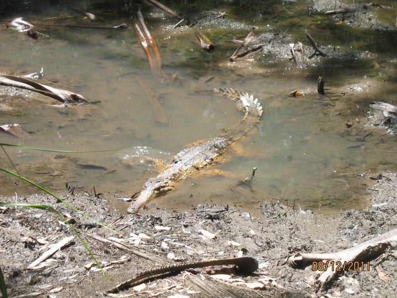Crocodile at Tumbling Waters Holiday Park