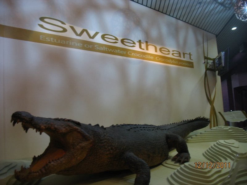 The famous croc at the Darwin Museum