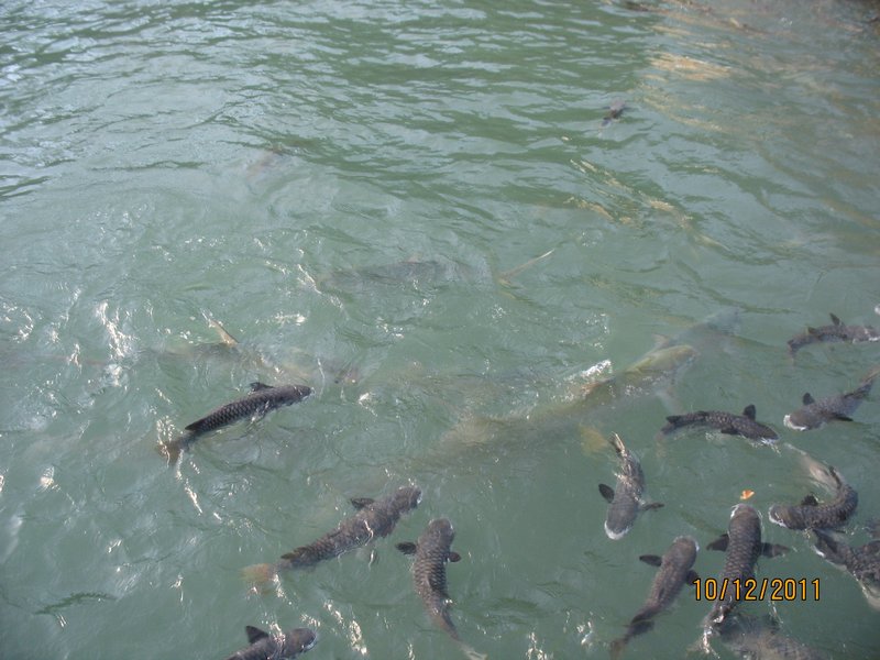 Aquascene Fish Feeding