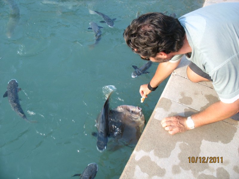 Peter feeding the Bat Fish