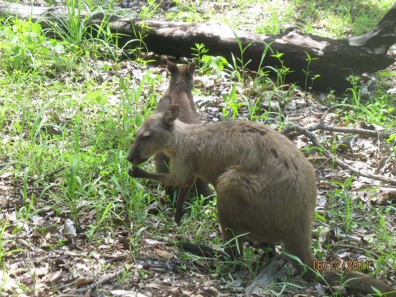 A black footed wallaby and her joey