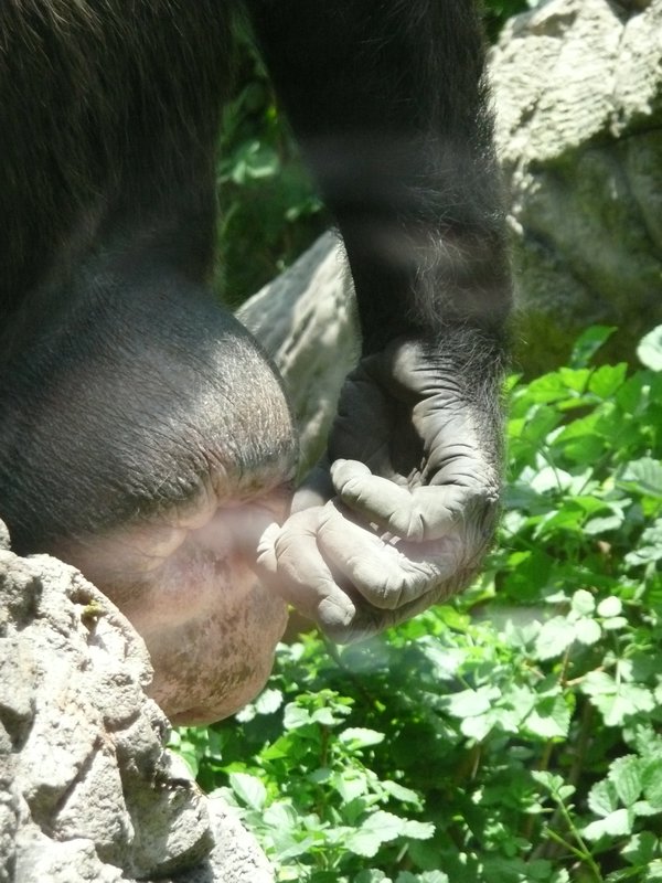 Giant chimp ass