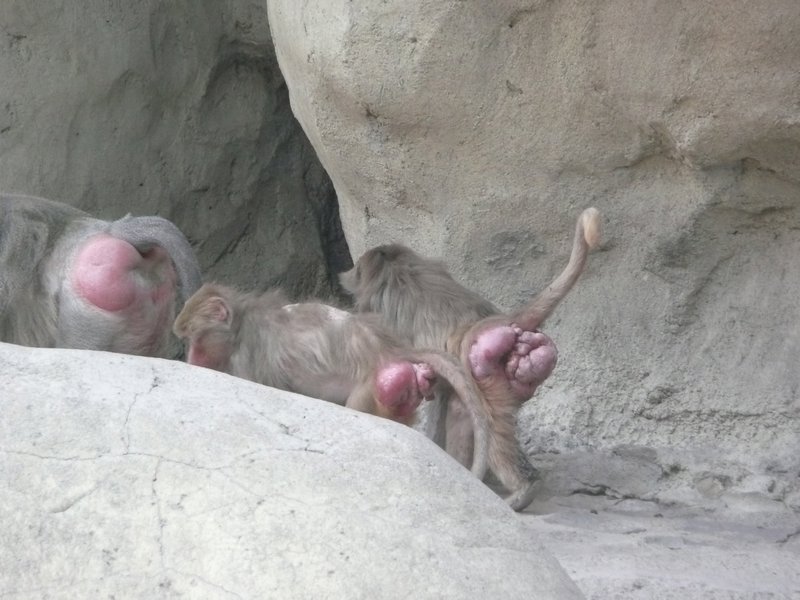 Baboon's asses of fury
