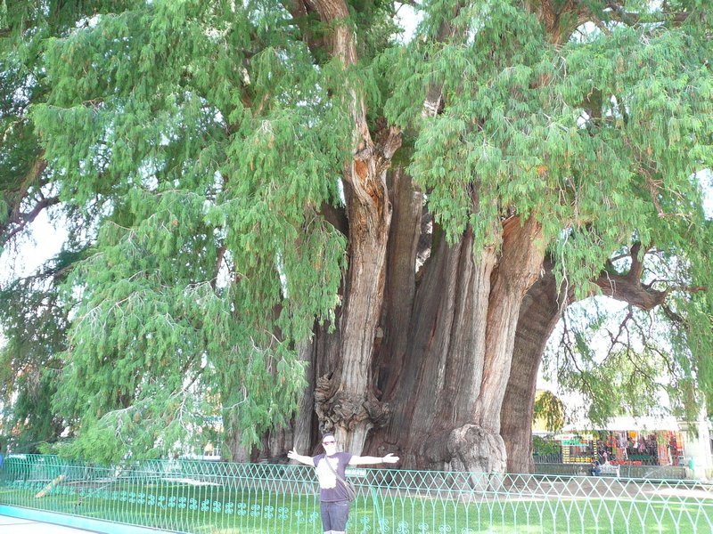 Giant tule tree
