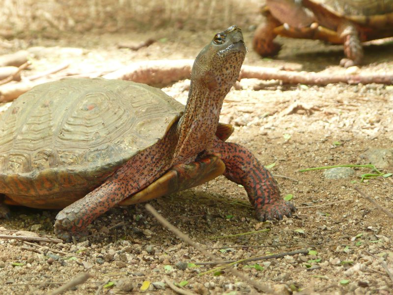 Turtle sanctuary- Mazunte | Photo