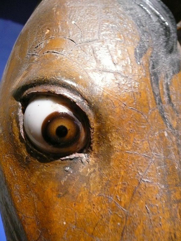 Crazy eyed horse