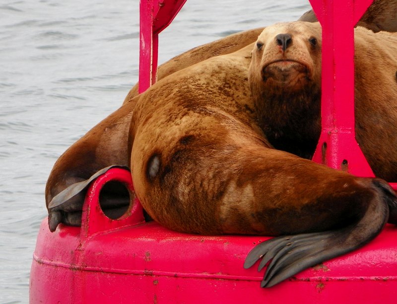 Harbor Seals