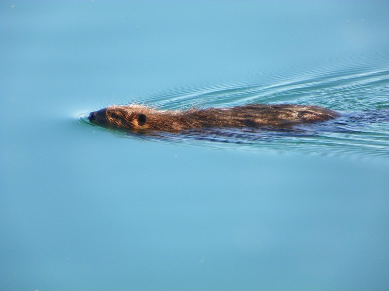 Lake Otter