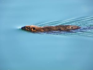 Lake Otter
