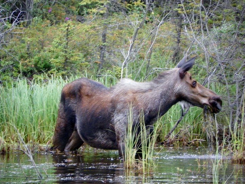Moose along McCarthy Road