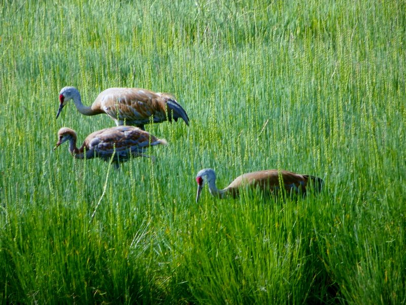 Family of Sandhill Cranes