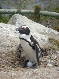Penguin with just laid egg
