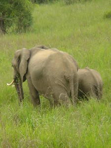 A drive through a National park allowed us to see the smaller  African Forest elephant