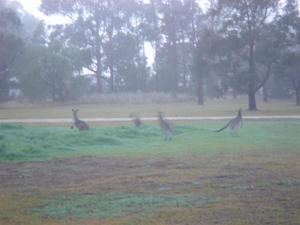 Early morning neighbours