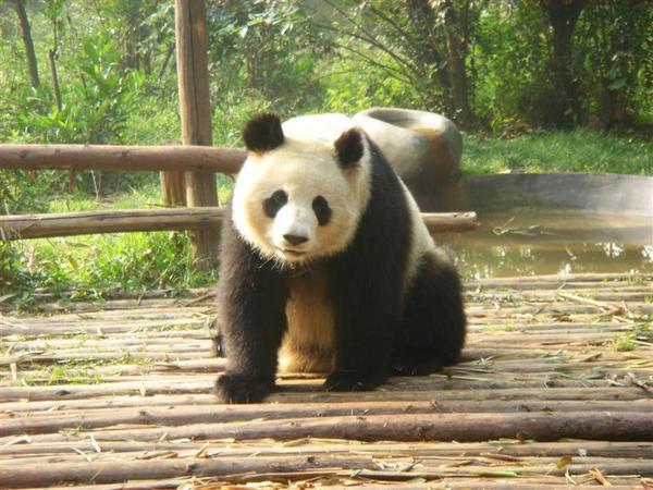 Giant Panda - 17 year old