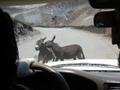 If stones and snow was not enough - how about fighting donkeys