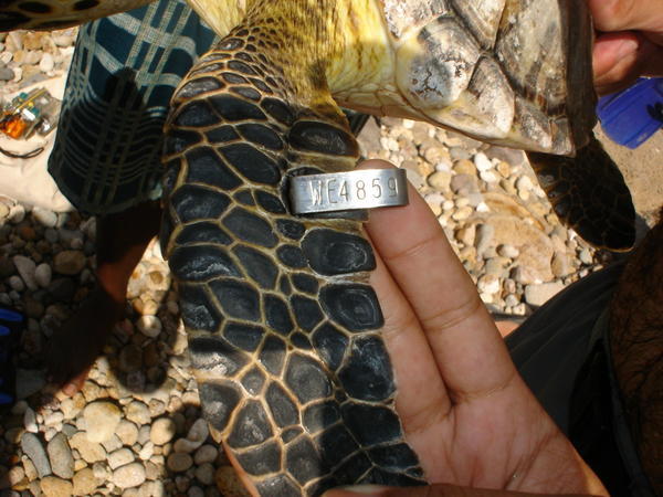 Close View of Tag