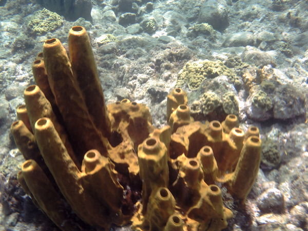 cool coral
