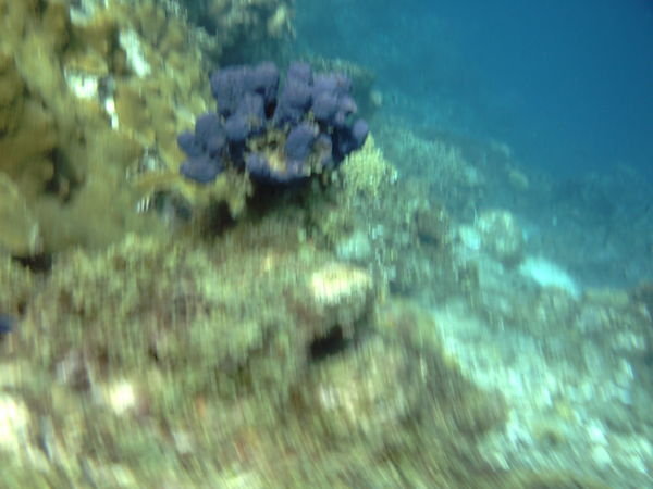 purple coral!