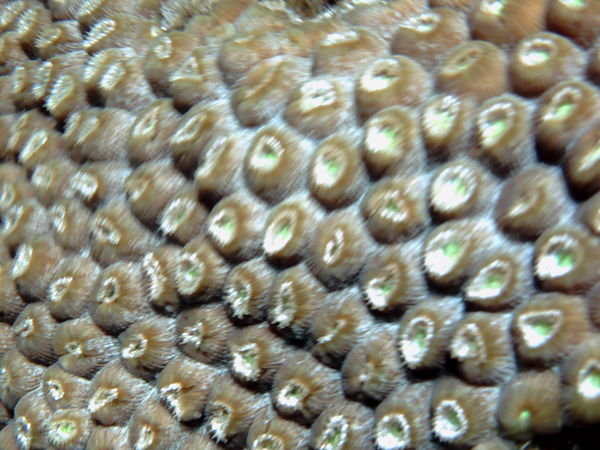 Other coral up close