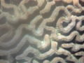 Maze coral up close