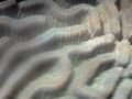 Maze coral even closer