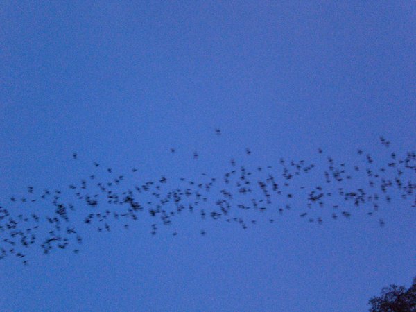 Many Bats