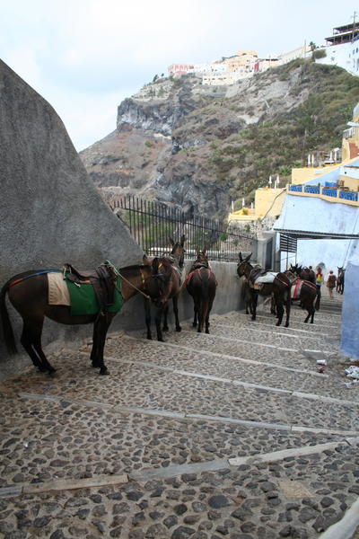 Donkey parking