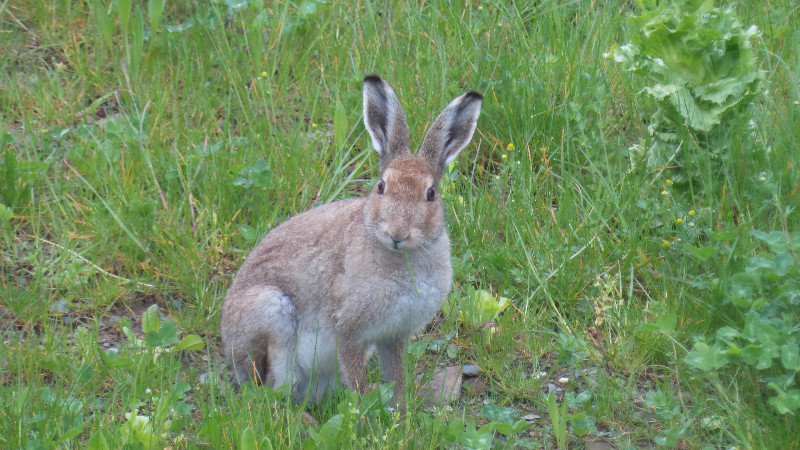 A local hare