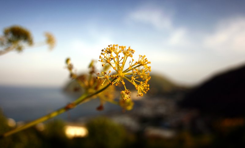 A flower against Canneto