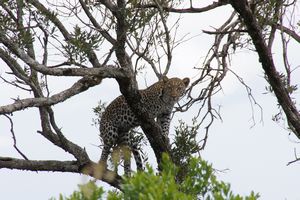 African Leopard!!!!