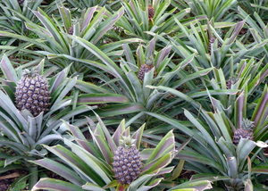 Pineapples in Green House
